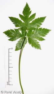 Chaerophyllum hirsutum aggr.