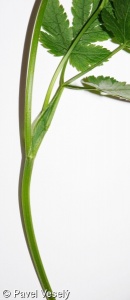Chaerophyllum hirsutum aggr.