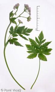 Chaerophyllum hirsutum – krabilice chlupatá