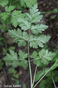 Chaerophyllum temulum – krabilice mámivá