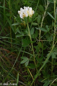 Chamaecytisus albus – čilimník bílý
