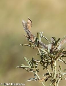 Chamaecytisus austriacus – čilimník rakouský
