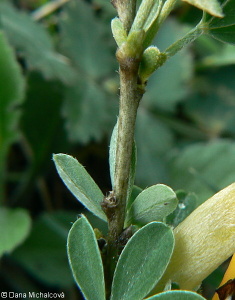 Cytisus ratisbonensis