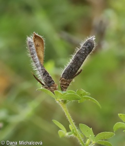 Chamaecytisus supinus – čilimník nízký