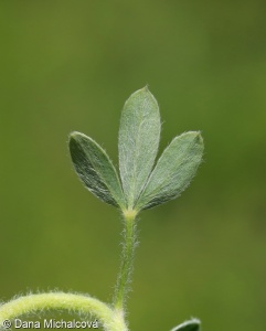 Cytisus virescens