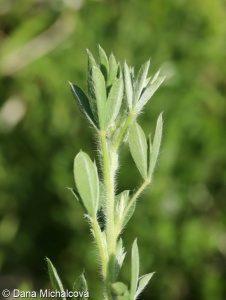 Chamaecytisus virescens – čilimník zelenavý