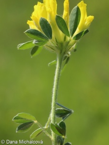 Chamaecytisus virescens – čilimník zelenavý