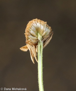 Chamaemelum nobile – rmenec sličný (“římský heřmánek”)