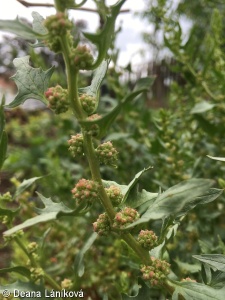 Chenopodium foliosum – merlík listnatý
