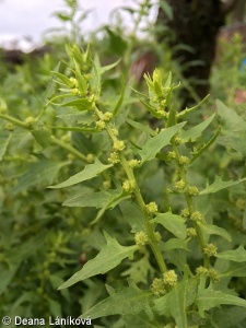 Chenopodium foliosum – merlík listnatý