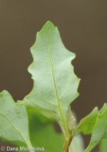 Chenopodium glaucum – merlík sivý