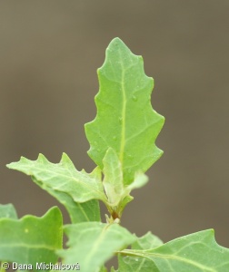 Chenopodium glaucum – merlík sivý