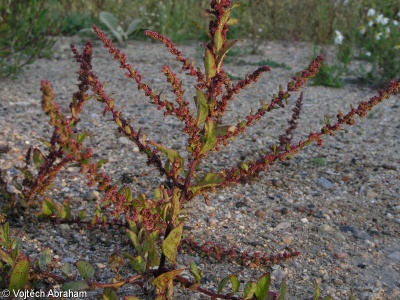 Chenopodium polyspermum – merlík mnohosemenný