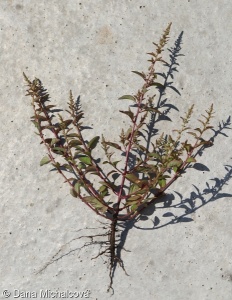 Chenopodium polyspermum – merlík mnohosemenný
