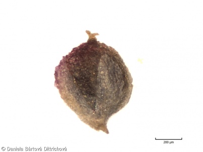 Chenopodium rubrum – merlík červený