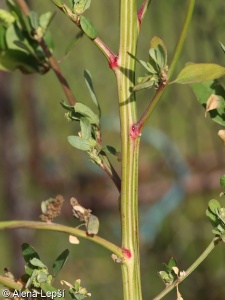Chenopodium strictum – merlík tuhý