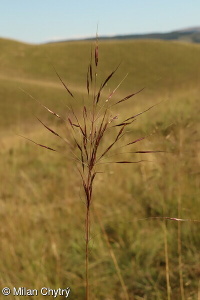 Chrysopogon gryllus subsp. gryllus