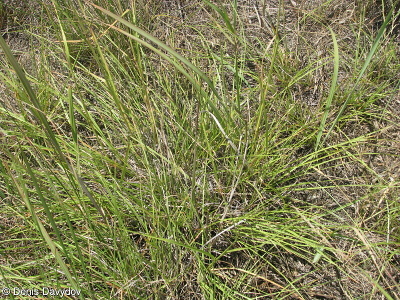 Chrysopogon gryllus subsp. gryllus