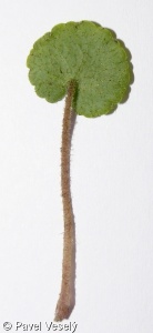 Chrysosplenium alternifolium