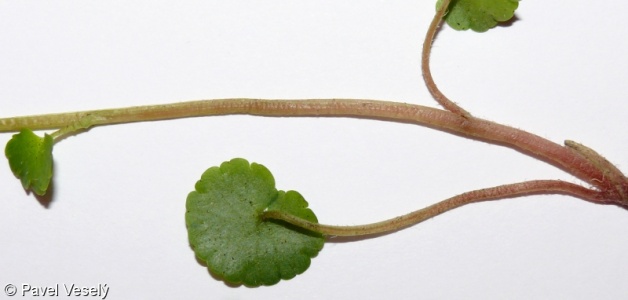 Chrysosplenium alternifolium – mokrýš střídavolistý
