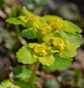 Chrysosplenium alternifolium – mokrýš střídavolistý