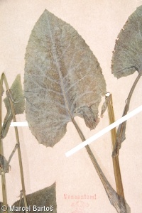 Cicerbita macrophylla subsp. uralensis – mléčivec velkolistý uralský