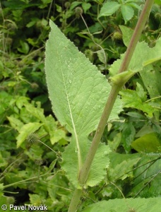 Cicerbita macrophylla subsp. uralensis – mléčivec velkolistý uralský