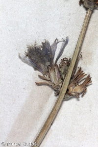 Cichorium endivia – čekanka štěrbák