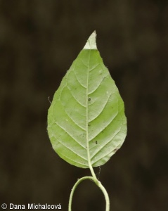 Circaea lutetiana – čarovník pařížský