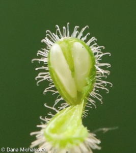Circaea lutetiana – čarovník pařížský