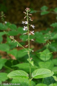 Circaea lutetiana &ndash; čarovník pařížský