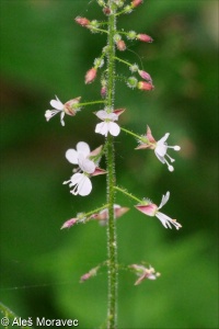 Circaea lutetiana &ndash; čarovník pařížský
