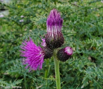 Cirsium appendiculatum