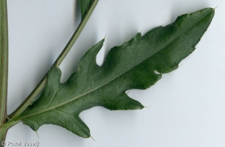Cirsium arvense – pcháč oset