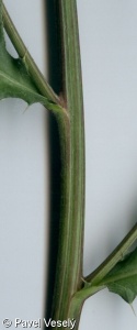 Cirsium arvense – pcháč oset