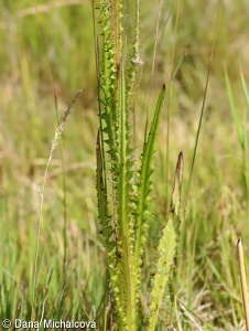 Cirsium brachycephalum – pcháč krátkohlavý, pcháč žlutoostenný