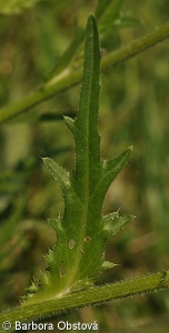 Cirsium canum