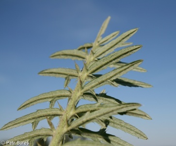Cirsium eriophorum – pcháč bělohlavý