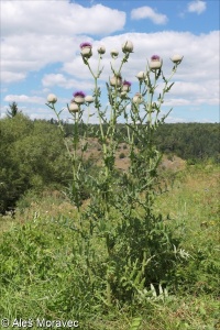 Cirsium eriophorum – pcháč bělohlavý