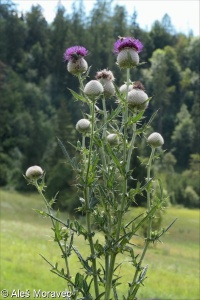 Cirsium eriophorum – pcháč bělohlavý