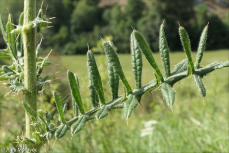 Cirsium eriophorum – pcháč bělohlavý