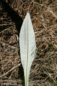 Cirsium heterophyllum – pcháč různolistý