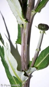 Cirsium heterophyllum – pcháč různolistý