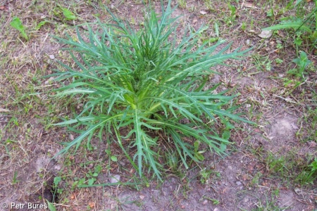Cirsium heterophyllum aggr.