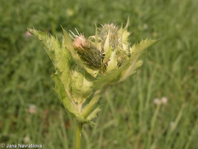Cirsium oleraceum – pcháč zelinný