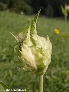 Cirsium oleraceum – pcháč zelinný