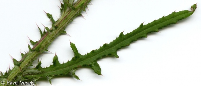 Cirsium bourgaeanum