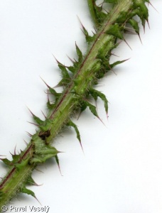 Cirsium bourgaeanum