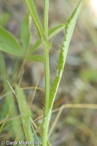 Cirsium pannonicum – pcháč panonský