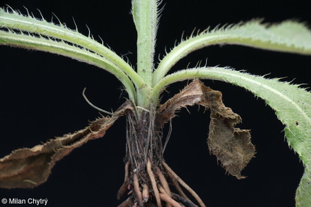 Cirsium pannonicum – pcháč panonský